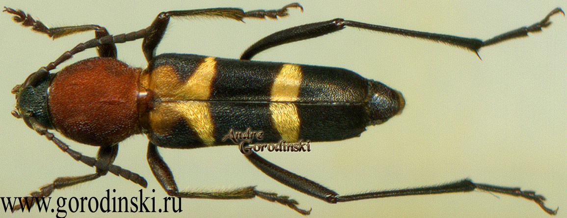 http://www.gorodinski.ru/cerambyx/Xylotrechus pyrrhoderus.jpg